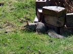 squirrel 2010-04-05 2e