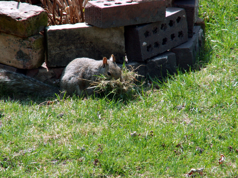 squirrel 2010-04-05 4e.jpg