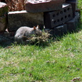 squirrel 2010-04-05 4e