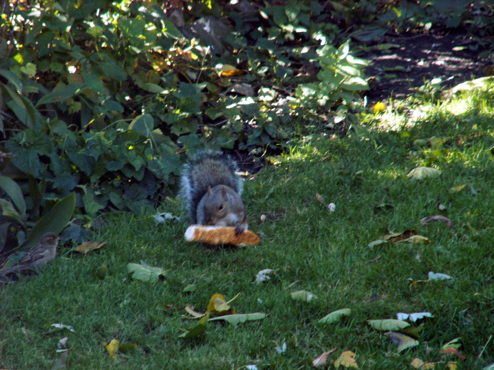 squirrel 2011-10-22 1e.jpg