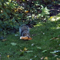 squirrel 2011-10-22 1e.jpg