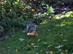squirrel 2011-10-22 1e