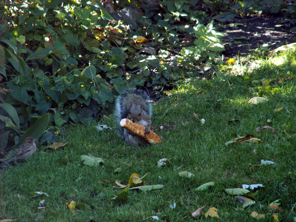 squirrel 2011-10-22 2e.jpg