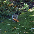 squirrel 2011-10-22 2e