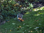 squirrel 2011-10-22 2e