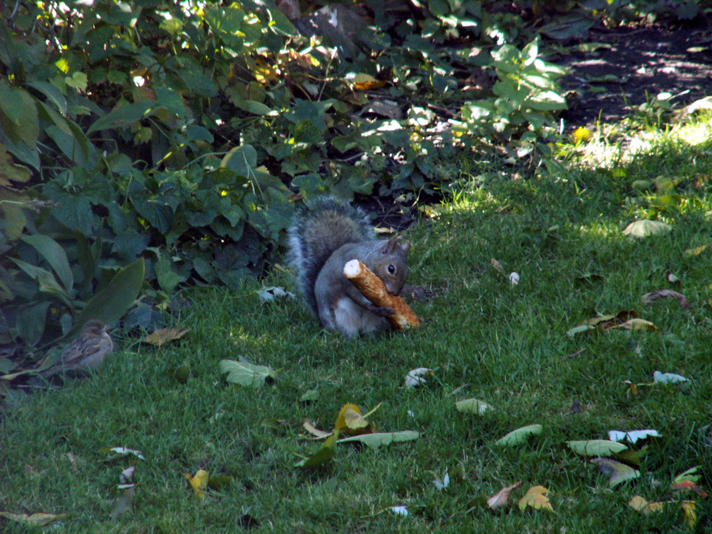 squirrel 2011-10-22 4e.jpg