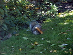 squirrel 2011-10-22 4e