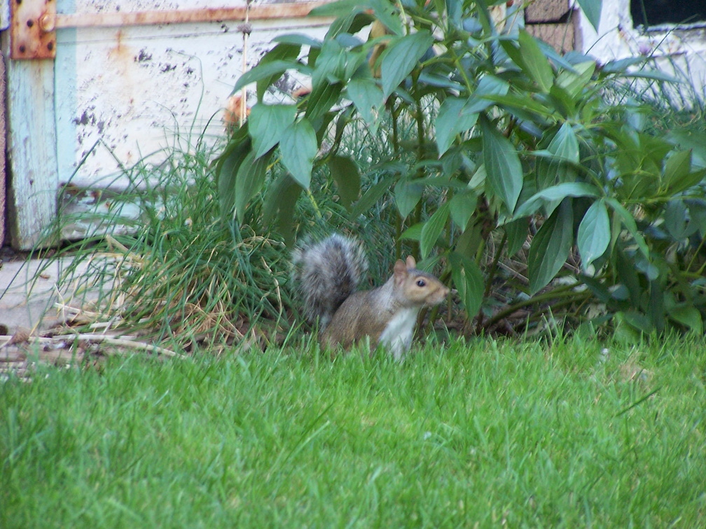 squirrel 2004-08-15 3e.jpg