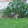 squirrel 2004-08-15 3e.jpg