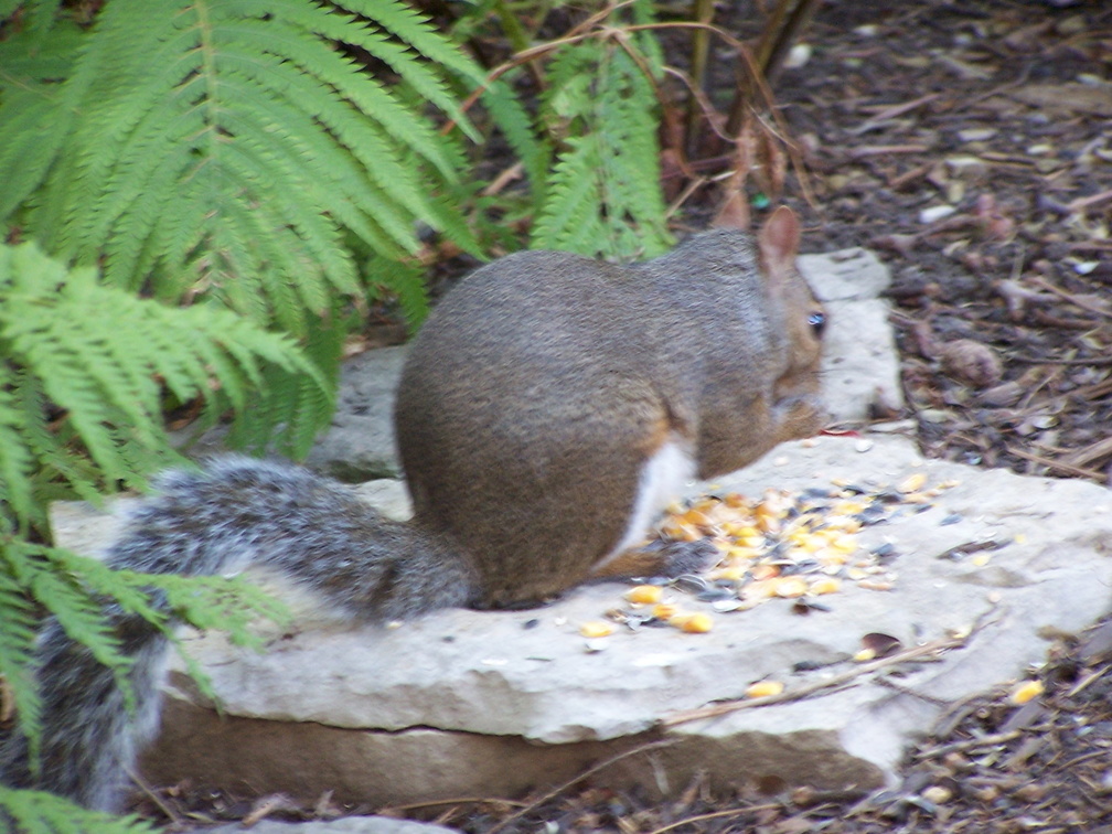 squirrel 2004-08-22 2e.jpg