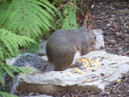 squirrel 2004-08-22 2e