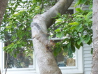 squirrel 2004-08-22 1e