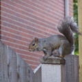squirrel 2004-08-22 3e.jpg