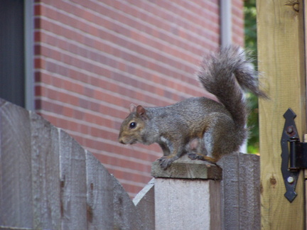 squirrel 2004-08-22 3e