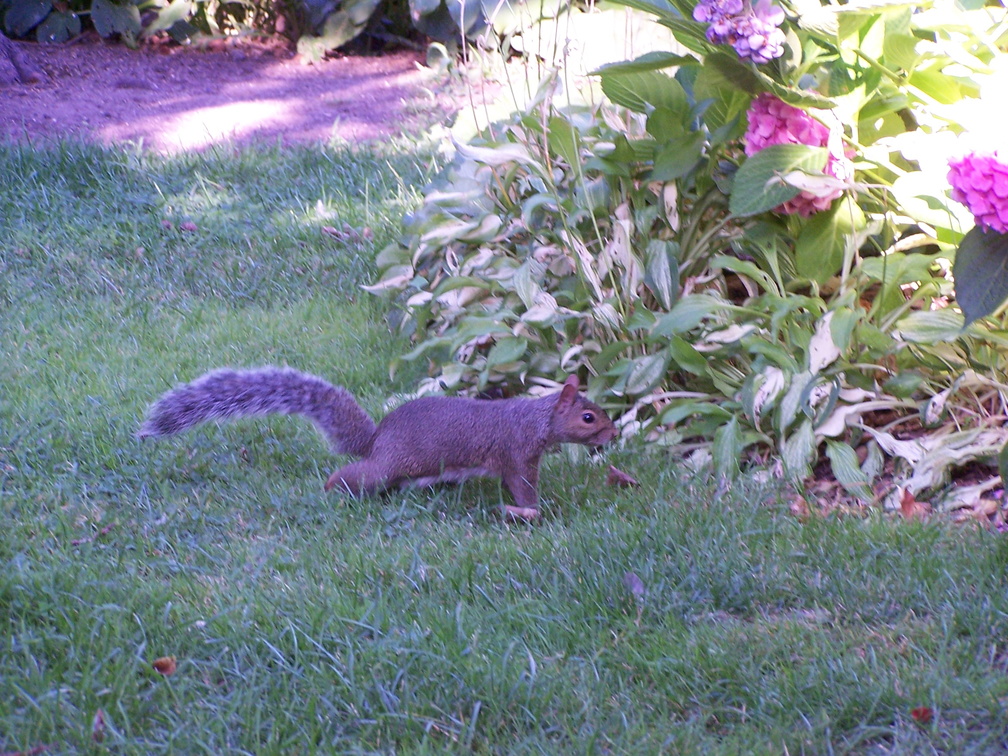 squirrel 2004-08-22 4e.jpg