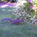 squirrel 2004-08-22 4e