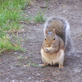 squirrel 2004-09-19 1e