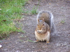 squirrel 2004-09-19 1e