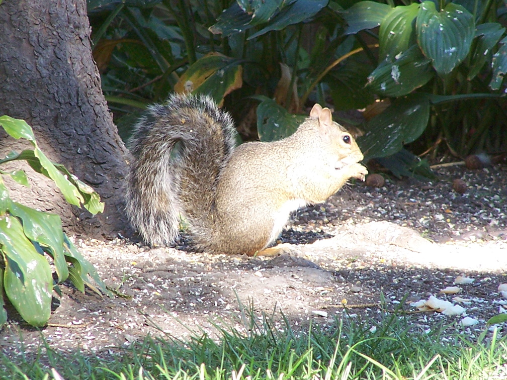 squirrel 2004-09-19 2e.jpg