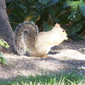 squirrel 2004-09-19 2e