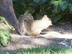 squirrel 2004-09-19 2e