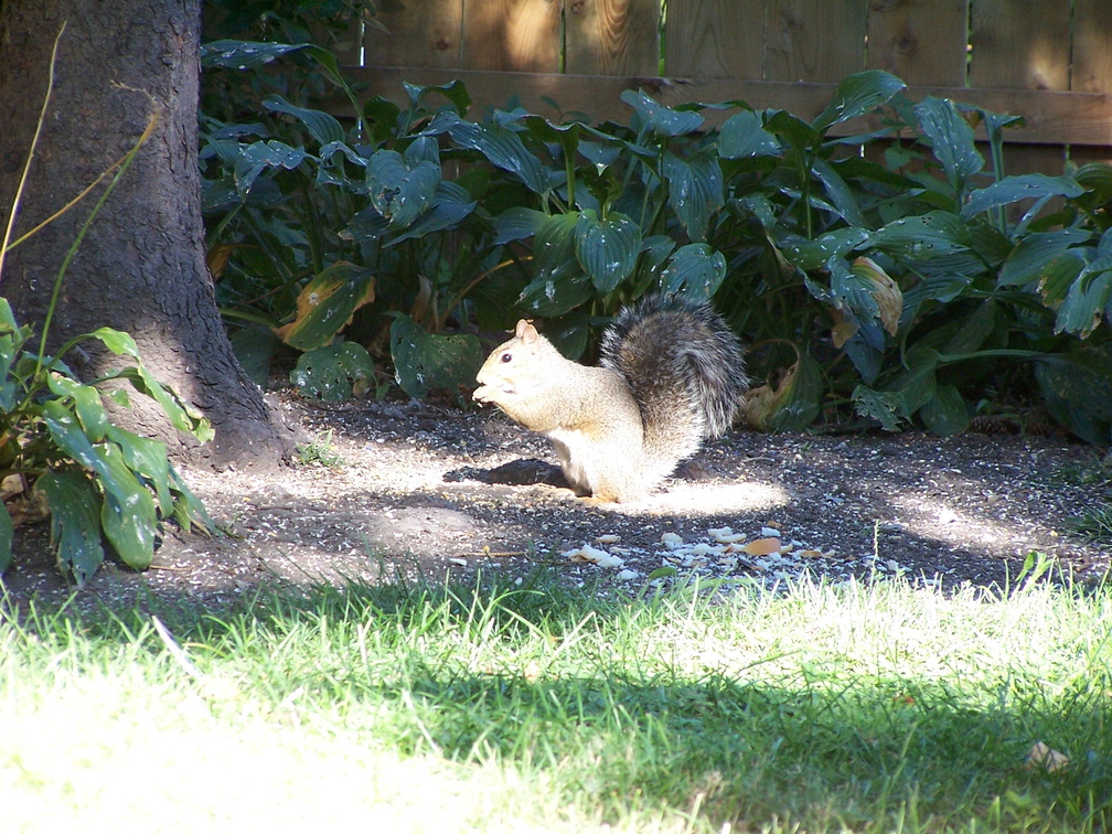 squirrel 2004-09-19 3e.jpg