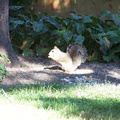 squirrel 2004-09-19 3e