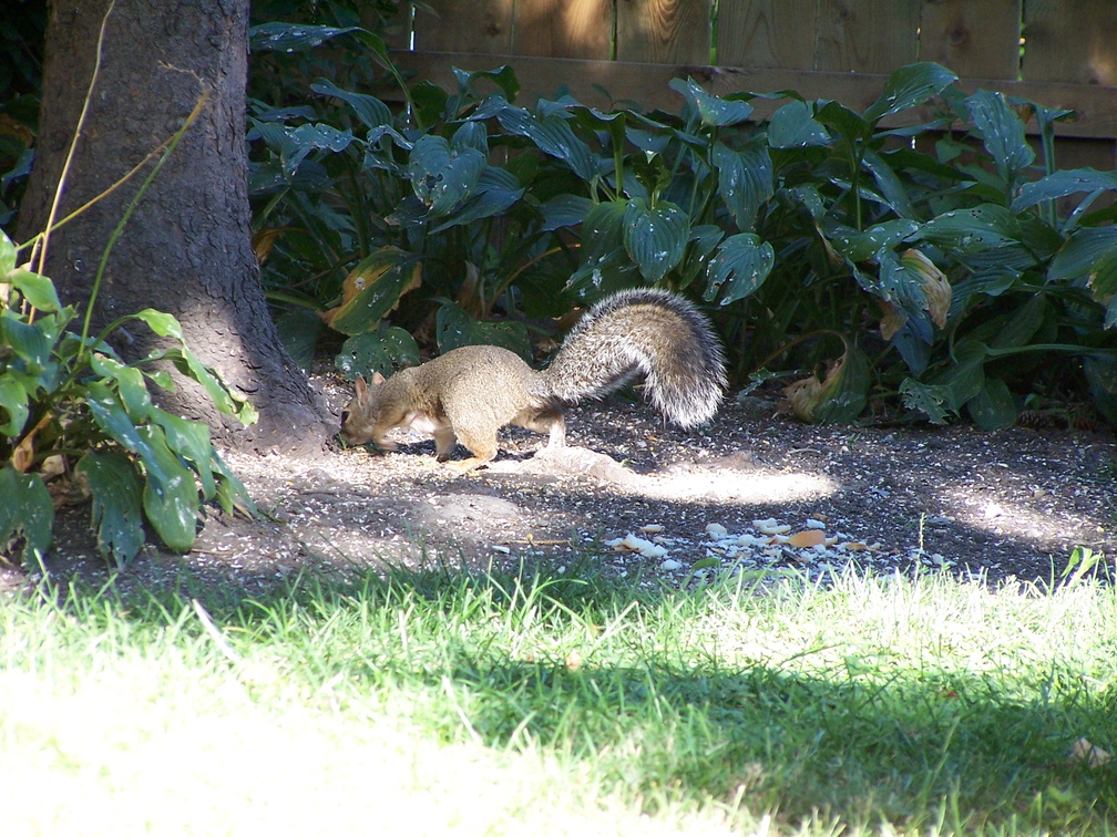 squirrel 2004-09-19 4e.jpg