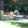 squirrel 2004-09-19 4e