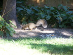 squirrel 2004-09-19 4e