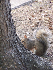squirrel 2004-09-19 5e