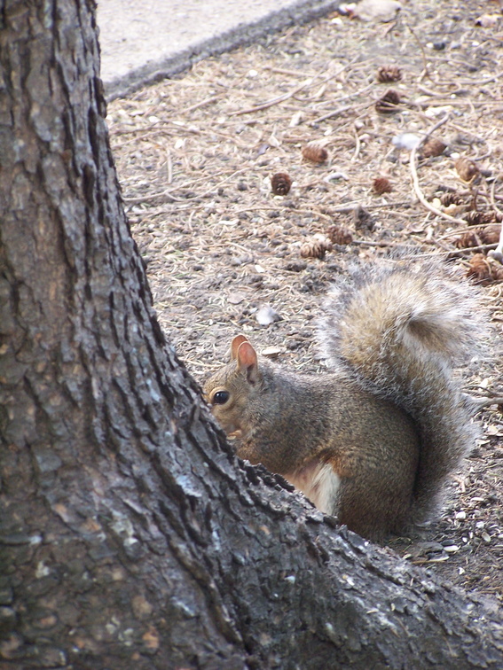squirrel 2004-09-19 5e.jpg