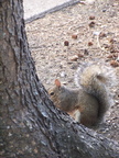 squirrel 2004-09-19 5e
