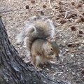 squirrel 2004-09-19 6e