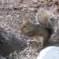 squirrel 2004-09-19 8e