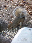 squirrel 2004-09-19 7e