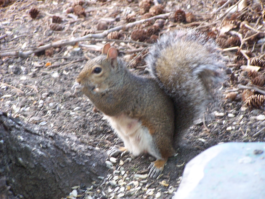 squirrel 2004-09-19 9e.jpg