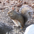 squirrel 2004-09-19 9e