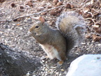 squirrel 2004-09-19 9e