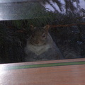squirrel 2004-12-19 1e