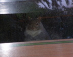 squirrel 2004-12-19 1e
