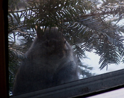 squirrel 2004-12-19 2e