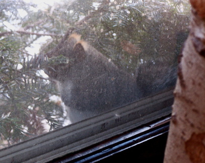 squirrel 2004-12-19 3e