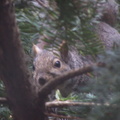 squirrel 2005-01-04 1e
