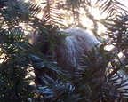 squirrel 2005-01-16 2e