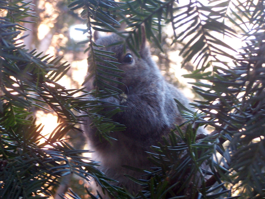 squirrel 2005-01-16 5e.jpg