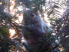 squirrel 2005-01-16 5e