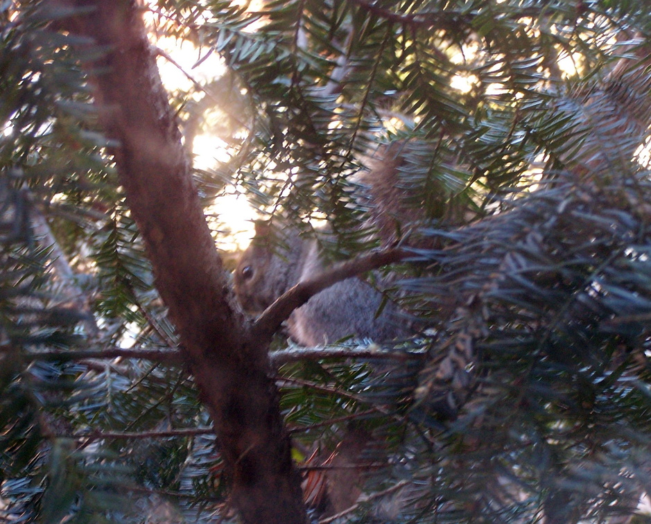 squirrel 2005-01-16 6e.jpg