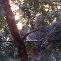 squirrel 2005-01-16 6e