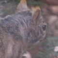 squirrel 2005-03-05 1e